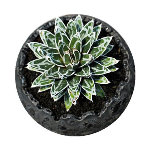 Planet on the tree Planet Plant Snow Agaveaceae succulent plant Large potted flower Snow Diameter 10-12cm No potting
