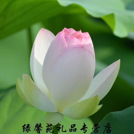 Kezhiyuan High-yield Lotus Root Seedlings Lotus Root Ornamental Lotus Pond Lotus Root Hydroponic Rice Field Fish Pond Deep Water Shallow Water Lotus Root Panax Notoginseng Special Powder Edible Lotus Root [Soup.Super Powder] Bare Root Without Soil