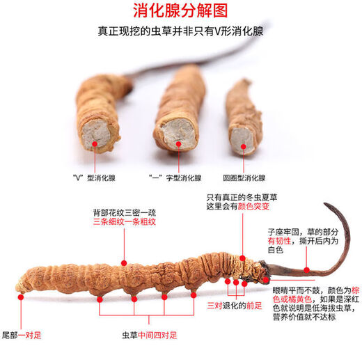 The Lord of Night Cordyceps sinensis dried goods Authentic Cordyceps sinensis Cordyceps sinensis large broken grass succulent festival Selected 1 bottle 1g Selected large broken grass experience package