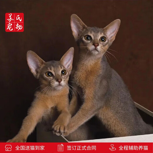 The Abyssinian cat kitten purebred pet cat Ancient Egyptian imperial cat home with ideal pet competition grade [Boutique Abyssinian cat]
