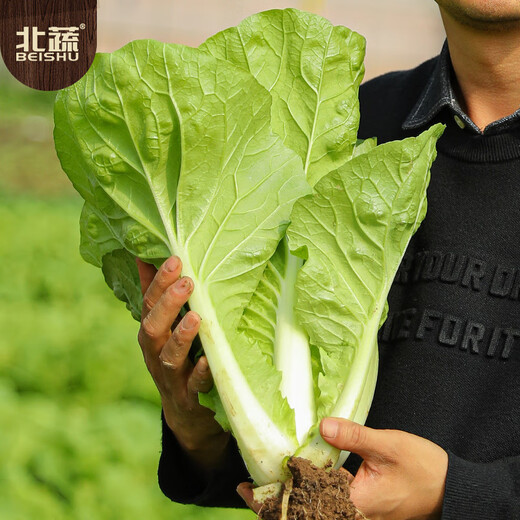 Beishu cream fast vegetable seed seedlings spring cabbage vegetable seeds Zhuo crisp fast whipped cream fast vegetable seeds about 500 pieces