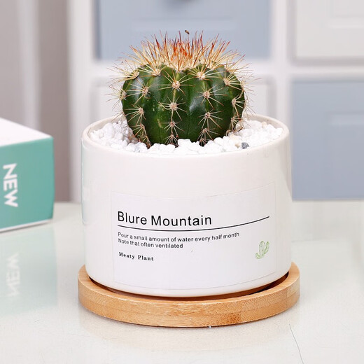 Jianshe Succulent Plant Potted Meat Office Desktop Novice Small Set Meal Green Plant Flower Cactus with Potted Diy Scenery Ten Premium Succulent Random + Long Wooden Basin + Nutritional Soil