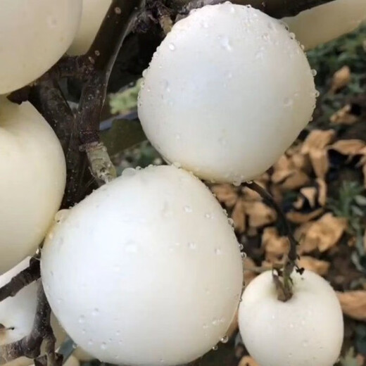 Cream Fuji apple saplings, extra large cold-resistant new varieties, potted ground planting, north and south planting, grafted apple saplings, one eight-year-old seedling