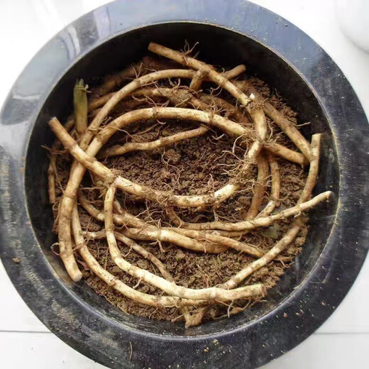 Houttuynia cordata seeds fresh old root seeds with mud and without leaves buds potted vegetable planting roots 1500g