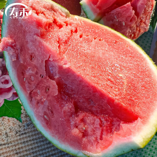Shouhe crunchy type 8424 watermelon seeds, early good quality, early maturity, thin skin, summer and autumn seeds, watermelon seeds, 40 pieces of crunchy 8424 watermelon seeds