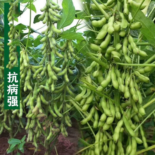 Thousand Jin Jin is equal to 0.5 kilograms of soybean seeds. Farmers grow high-protein soybean seeds in large fields. Soybean seeds. Bawangbian 5 Jin Jin is equal to 0.5 kilograms.