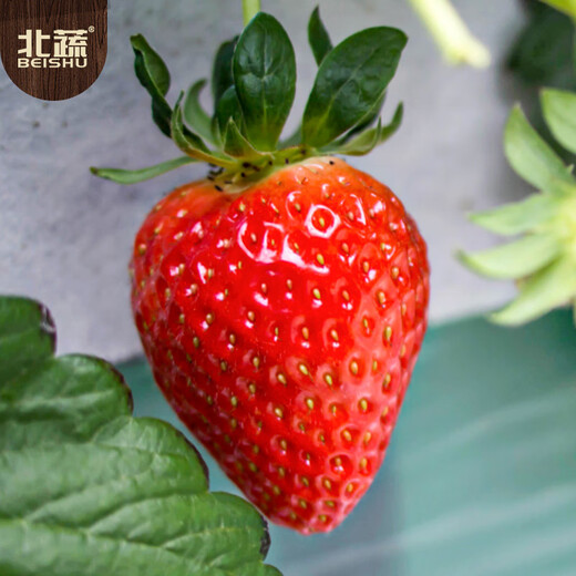 Beishu red strawberry seeds seedlings four seasons potted balcony indoor courtyard fruit seeds cream strawberry seeds 1000 capsules