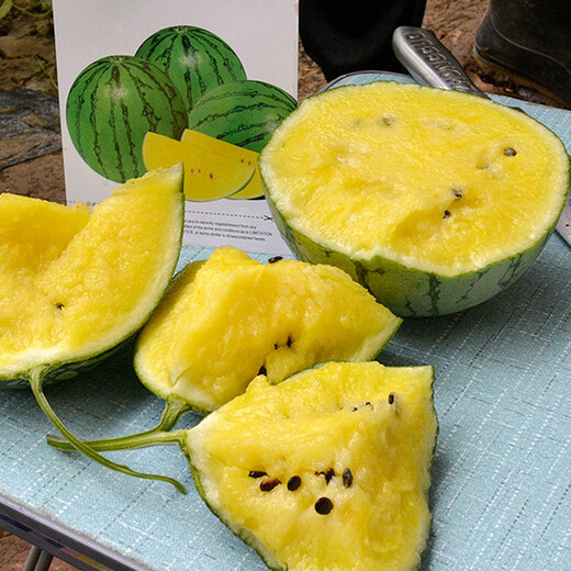 Shouhe yellow flesh watermelon seeds yellow heart gift type yellow flesh Shouguang melon winter and spring home garden melon seeds (Xiaolan) yellow flesh watermelon seeds 10 capsules