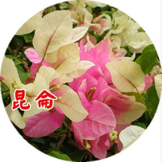 Bougainvillea seeds Bougainvillea seeds Bougainvillea flower seeds Bougainvillea flower seeds Potted Four Seasons Kunlun 100 capsules
