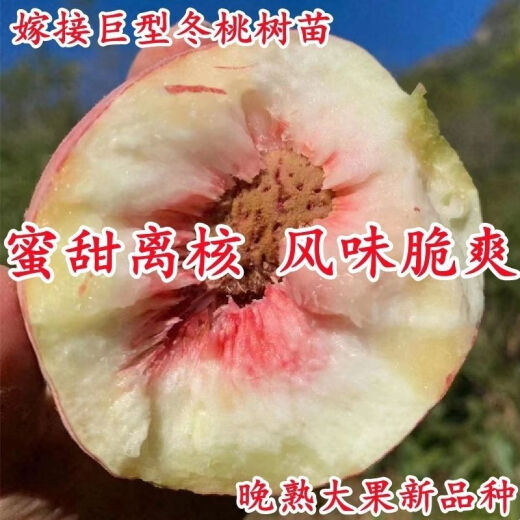 Junhao NUEVA VARIEDAD DEL PEQUETO INGRETADO PIENTURAS DE MONTRA TARDETAS MATRADAS MATRADAS TARDE CON RESISTENCIA RESISTENCIA RESISTANTE RED HEACH RETLINGS de durazno dando frutos en el norte y sur ese año [recomendado 679 plántulas] Dos en 4 años de Invierno Peach No. 3 Sweet Peach King