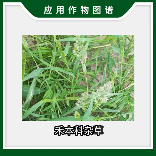 Liyun Lier Liyun 10.8% high-efficiency fluoropyrazofen and lindong rape field soybean field gramineous weed herbicide 20ml
