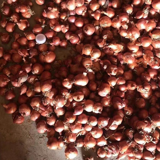 Authentic shallot seedlings, Guangdong shallots, commercial Fujian southern onion seeds, local wild four-season chive seeds, four shallots, Jin Jin, equal to 0.5 kg, free fertilizer in the favorite store