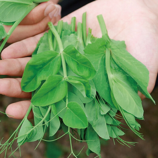 Shouhe crispy pea tip seed seedlings, bean sprouts, winter and spring vegetable seeds, crispy and tender No. 2 pea tip seeds 50g*2 bags