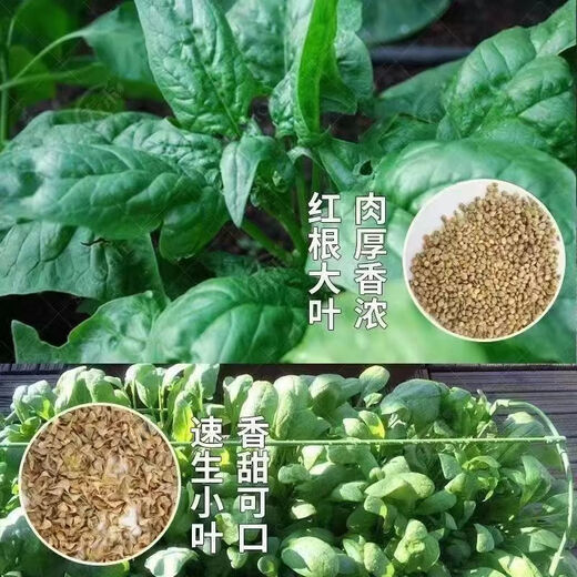 【可越冬】大叶菠菜种子散装菠菜籽四季播耐寒秋冬季蔬菜种子 【抗热+】大叶菠菜种子(高發芽率 原厂精装种子2袋2694粒