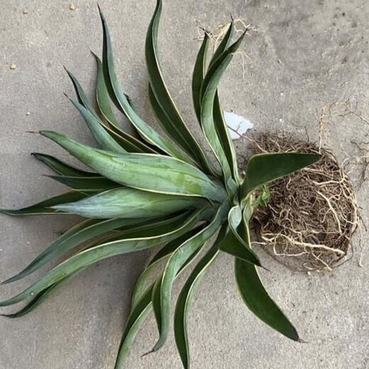 秋颖金边龙舌兰盆栽 多肉植物 虎皮兰绿植花卉好养 大颗金边龙舌兰35-40CM左右 原土发货（耐旱植物易养活）