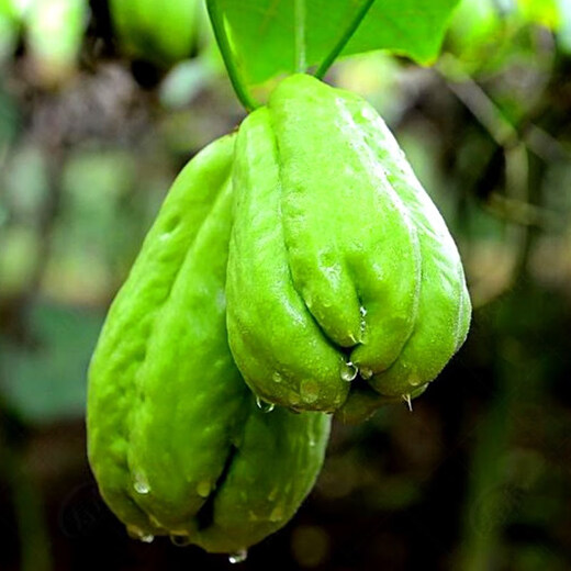 Chayote seeds, handrail melons, four-season seedlings, asparagus seeds, freshly planted seedlings, melon seedlings, melon seeds, chayote melon seeds, 10 pieces