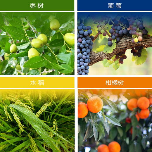 Keebao United States 20% gibberellic acid 920 plant growth regulation grape red citrus promotes growth regulation 1g*100 bags