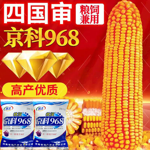 Wangyuanxing short big stick Jingke 968 national-approved field planting hybrid corn seed base high-yield large ear disease-resistant corn seed Jingke 968/4000 grains