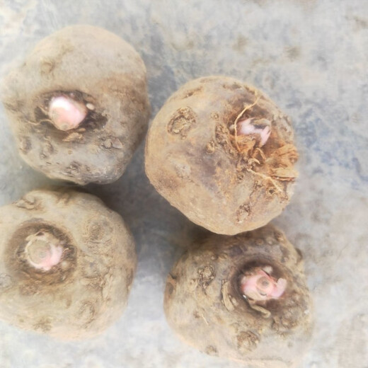 Jingyu Sichuan Liangshan flower konjac second generation konjac seeds have a high germination rate and the number is as many as 60-80 pcs/Jin Jin is equal to 0.5 kg 2 Jin Jin is equal to 0.5 kg first generation konjac