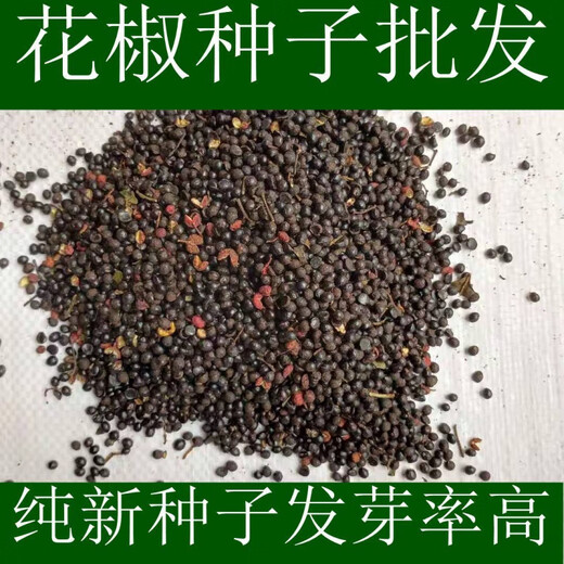 Newly collected Chinese prickly ash seeds, authentic Hancheng Dahongpao Zanthoxylum bungeanum, Lion’s head pepper seeds, Zanthoxylum bungeanum seeds, Dahongpao Zanthoxylum bungeanum seeds, one Jin Jin is equal to 0.5 kilograms