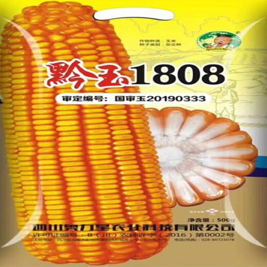 Qianyu 1808 hybrid field corn seeds, stable yield, large sticks, disease resistance, lodging resistance and drought resistance, feed for southern spring and autumn planting Qianyu 1808 (original one Jin Jin is equal to 0.5 kg)