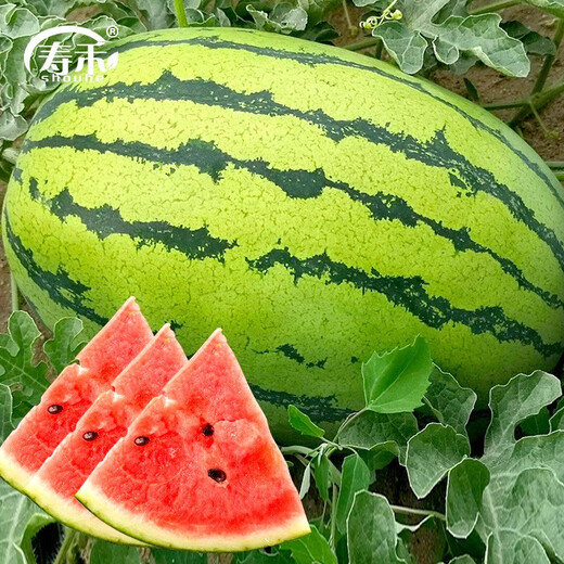 Shouhe Lazy Man Watermelon Seed Lazy Man King Melon Extra Large Spring No Pruning Lazy Man Fruit Seedling Southern Sweet Lazy Man Watermelon Seed 50 capsules x 10 bags/wholesale