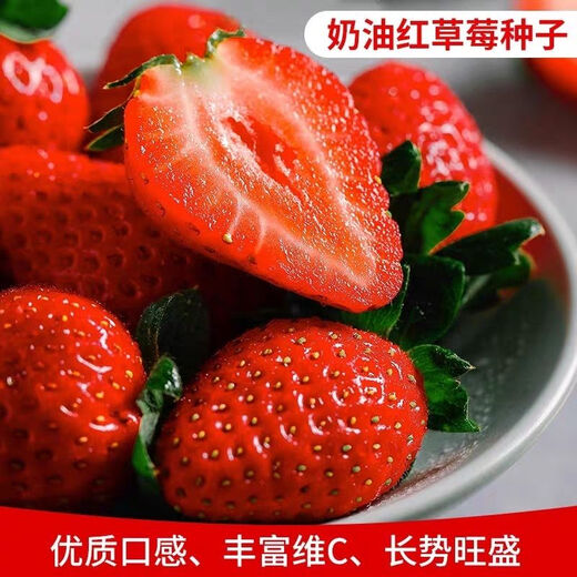 Four Seasons Cream Strawberry Seeds Spring and Autumn Home Balcony Potted Plants for Beginners Easy to Grow Fruit Red Strawberry Seeds Cream Red Strawberry Seeds/pack of about 100 seeds 5 packs of about 500 seeds