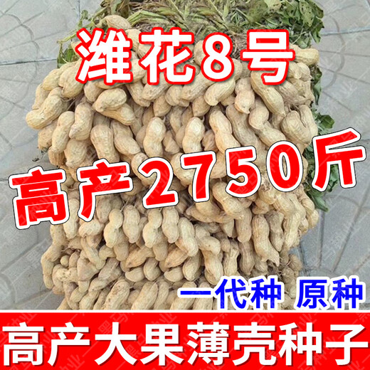 Shandong shelled original extra large peanut seeds, high yield, thin-skinned large fruit, 4 red seeds, 50 Jin Jin equals 0.5 kg, oil output