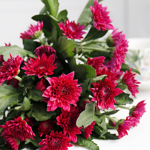 5 multi-headed daisies in random colors