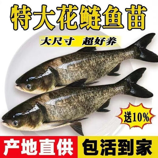 优质大头鱼花鲢胖头鲢鳙鱼四大家鱼渔场直供鲜活发货花鲢鱼苗 2-4厘米花鲢苗（1050条）