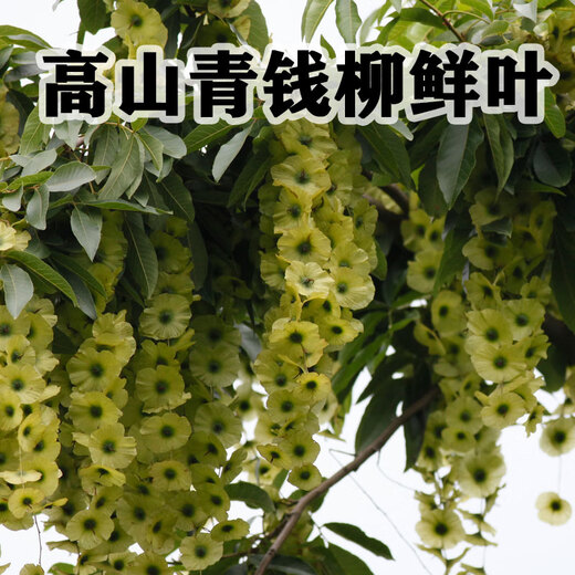 Zkwfu alpine sauvage naturel vert naturel qianliu thé de santé 126g sac authentique ajustement de sucre dans le sang sub-sain authentique 10 sacs