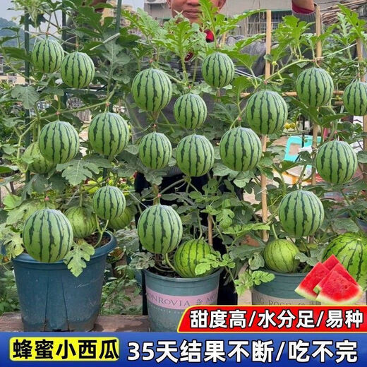 Super Sweet Honey Small Watermelon Seeds Ruby Seedless Small Watermelons Planted in All Seasons for Balcony Courtyard Potted Fruit Seeds Honey Potted Small Watermelon Seeds (Eatable for 30 Days) Multiple Choice 5 Packs About 200 New Seeds