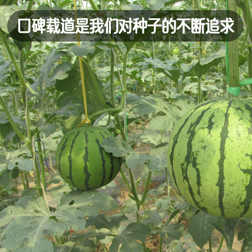Fengming Yashi gift small watermelon seeds early maturing greenhouse four-season seeds thin-skinned yellow-flesh ice unicorn watermelon seeds 50 capsules