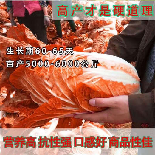 Fire Phoenix Chinese Cabbage Seeds Red Cabbage Seeds are disease-resistant, high-yielding and high in calcium. Orange and Red Cabbage are easy to grow in farmers’ fields. Matched Version. Fire Phoenix Cabbage Seeds. Premium - New Seeds. 10 packs, about 1099 capsules.