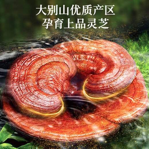 Lei Yunshang [Oficial] Banoderma Ganoderma Lucidum Las cápsulas de polvo de esporas mejoran la inmunidad y la nutrición para dar un regalo de ancianos del Día del Padre 31.5G/90 Cápsulas*6 botellas-4 meses de ciclo