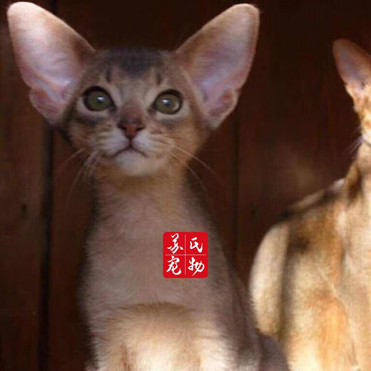 The Abyssinian cat kitten purebred pet cat Ancient Egyptian imperial cat home with ideal pet competition grade [Boutique Abyssinian cat]