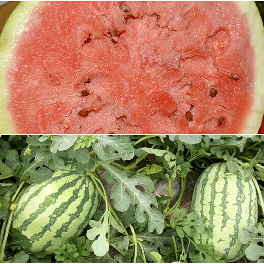 Zhongke Maohua Fruit and Vegetable Seeds Authentic Xinong No. 8 Watermelon Seeds Hybrid Large Fruit Type Red Flesh Northwest Agricultural University Xinong No. 8 Stable Production Base Planting Authentic Xinong No. 8 50g/box Thick Box