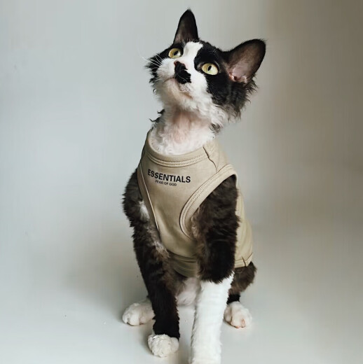 Miaopule Hairless Cat Vest Summer German Hairless Sphynx Cat Clothes Summer Pure Cotton Trendy Brand American Pet Vest Dark Khaki Color M (4 to 6 Jin [Jin equals 0.5 kg]) For other varieties, please ask customer service