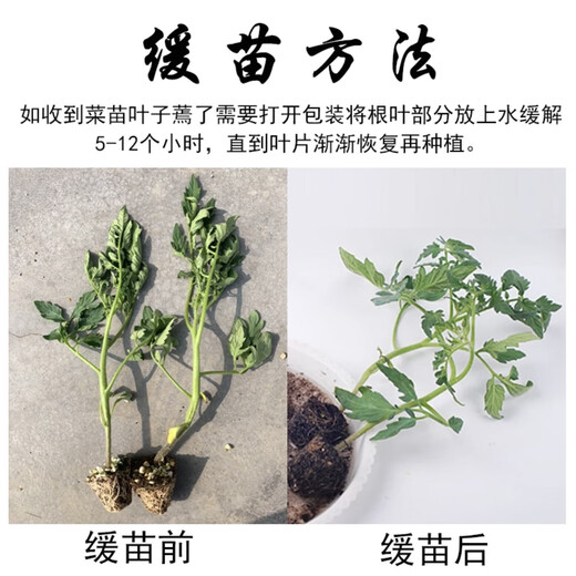 Xinning Tomato Seedlings Complete Collection Tomato Seedlings Black Tomato Hairy Pink Millennium Small Tomato Seedlings Balcony Small Yard Vegetable Seeds Red Dwarf Tomato Seedlings 12 Trees