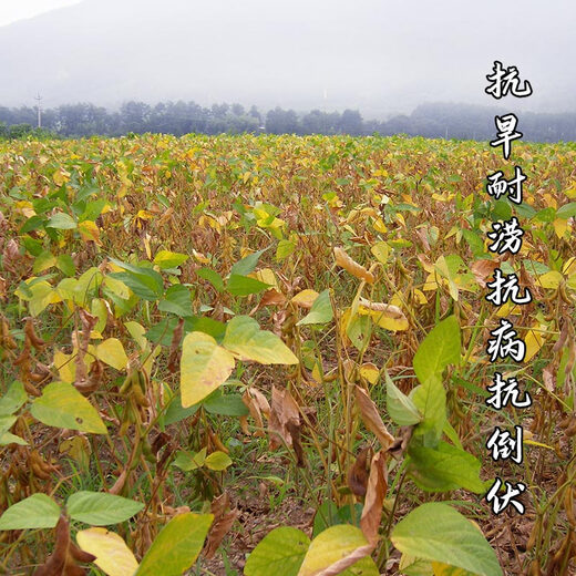 Wangyuan Xingzhonghuang 37/39/301 soybean soybean seeds, large seeds, high yield, disease resistance and lodging resistance, national approval base field, Zhonghuang 13 soybean seeds 2Jin Jin equal to 0.5kg
