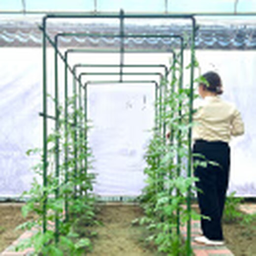 Correr en ambas piernas [entrega de la puerta] marco de trepadora uva de pepino frijoles estante de coliflor corchete de jardín de jardín de jardín soporte de flores espesas de 8 mm de largo 120 cm 10 piezas extra grandes