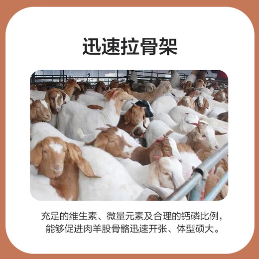 East China Zhengda 4% mutton sheep premix mutton sheep feed fattening sheep feed fattening and enlarged skeleton Hu sheep feed