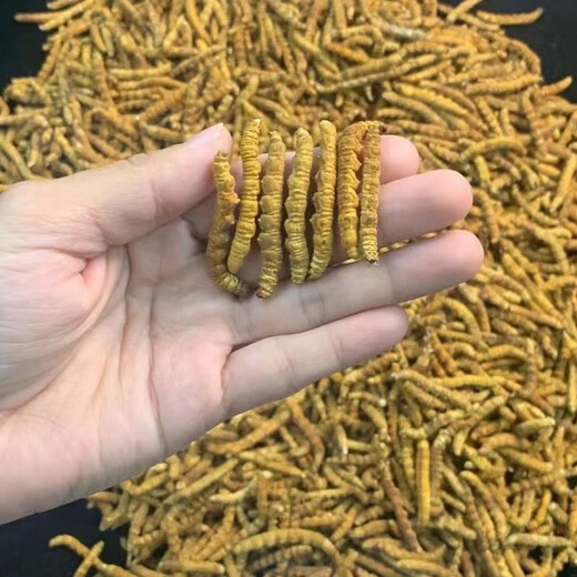 Xueyuantang cordyceps sinensis insecte entier herbe cassée authentique cordyceps sélectionnés produits toniques plateau cordyceps entiers insectes chinois médicinaux toniques environ 0,2 g / racine (insecte entier herbe brisée)