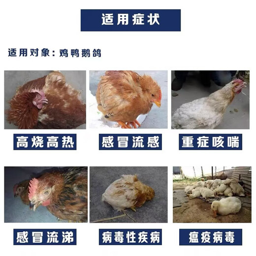 Fast selling veterinary Shuanghuanglian powder for chickens, ducks, geese, pigeons, colds and coughs, pigs, cattle and sheep, anti-viral, influenza, wind and heat feed additives, 10 packs, get 2 packs free (12 packs sent)