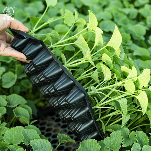 Dayu Boyang No. 9 melon seed seedlings collection, honeydew melon, eight-mile crispy melon seed old variety, Boyang No. 9 melon seedlings, 20 seedlings