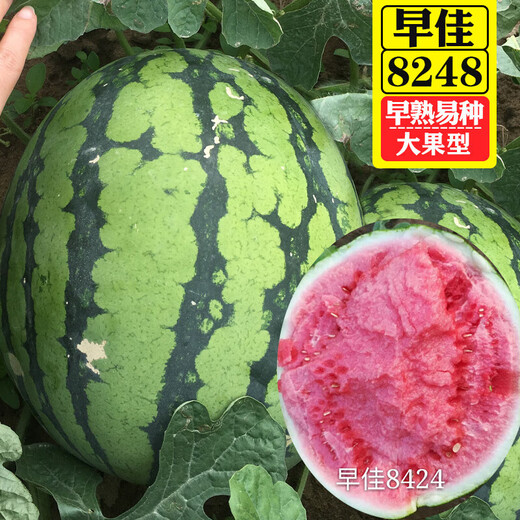 Changgong 8424 Rock Sugar Kirin Watermelon Seed Sweet King High Yield Kirin Lazy Man Seedless Giant Watermelon Four Seasons Fruit Seed Zaojia 8424 Watermelon 50g canned