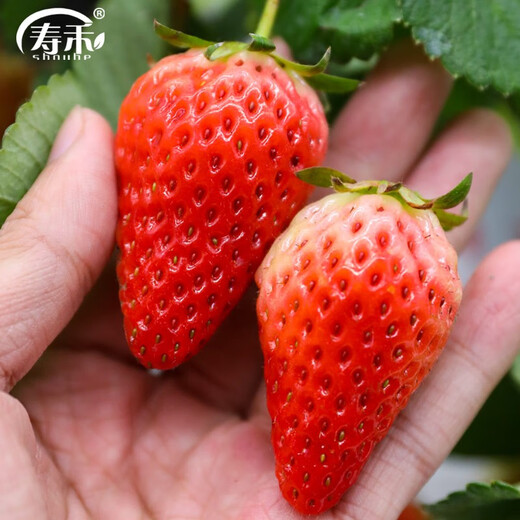 Shouhe Cream Strawberry Seeds Indoor Four Seasons Winter and Spring Potted Cream White Strawberry Winter and Spring Sowing Seeds Four Seasons Strawberry Seeds 200 capsules/bag