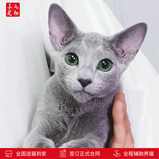 Zhuanmiao Soviet-style purebred Russian blue cat kitten live green-eyed cub domestic pet cat pedigree Russian blue cat