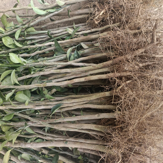 Sichuan red orange saplings, red orange seedlings, grafted seedlings, grafted seedlings, virus-free seedlings, red orange seed replacement seedlings, greenhouse seedlings, red orange seedlings, 0.8/1 cm thick, 100 trees