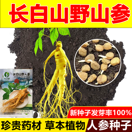 Changbai Mountain ginseng seeds, wild ginseng seeds, easy to grow Chinese medicinal materials in all seasons, easy to live indoor flower pots, ginseng seeds, shipped without buds, 1 bag of selection, about 52 capsules